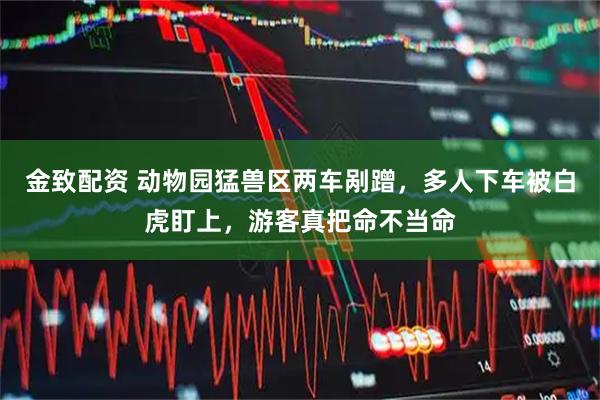 金致配资 动物园猛兽区两车剐蹭，多人下车被白虎盯上，游客真把命不当命